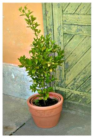 Római bordásfüles kaspó