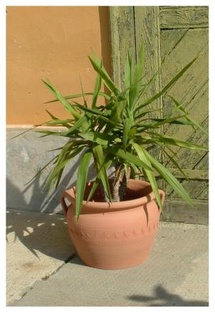 Portugál bordásfüles kaspó